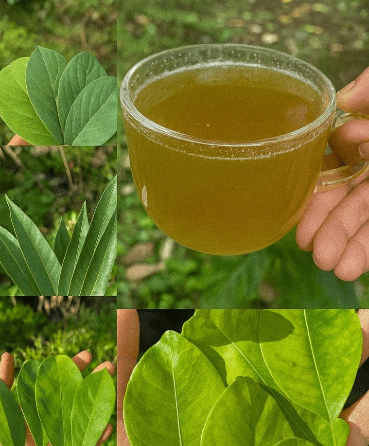 Four Potent Leaves: Natural Allies for Your Health and Well-being