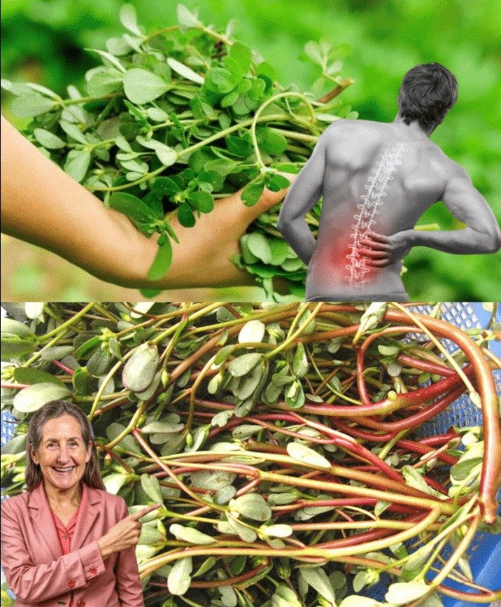 Purslane: Nature's Potent Herb for Enhanced Back and Joint Comfort