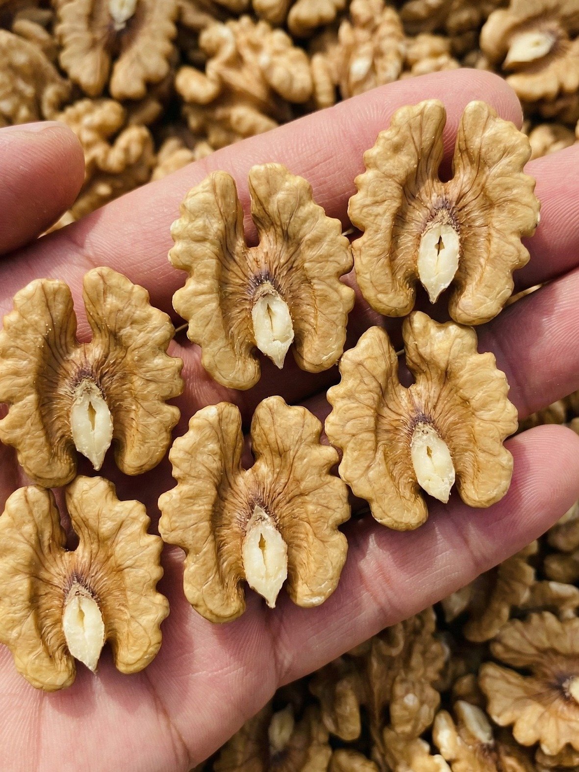Stop Everything! What Happens to Your Body When You Eat Walnuts Every Single Day?