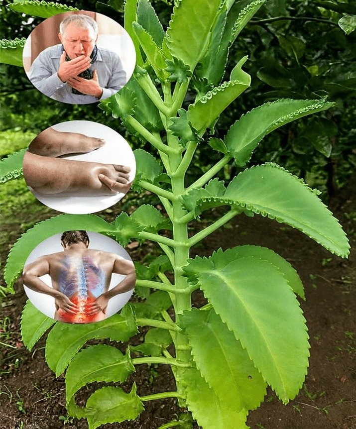Unlocking Kalanchoe's Secrets: 7 Remarkable Health Benefits You Need to Know