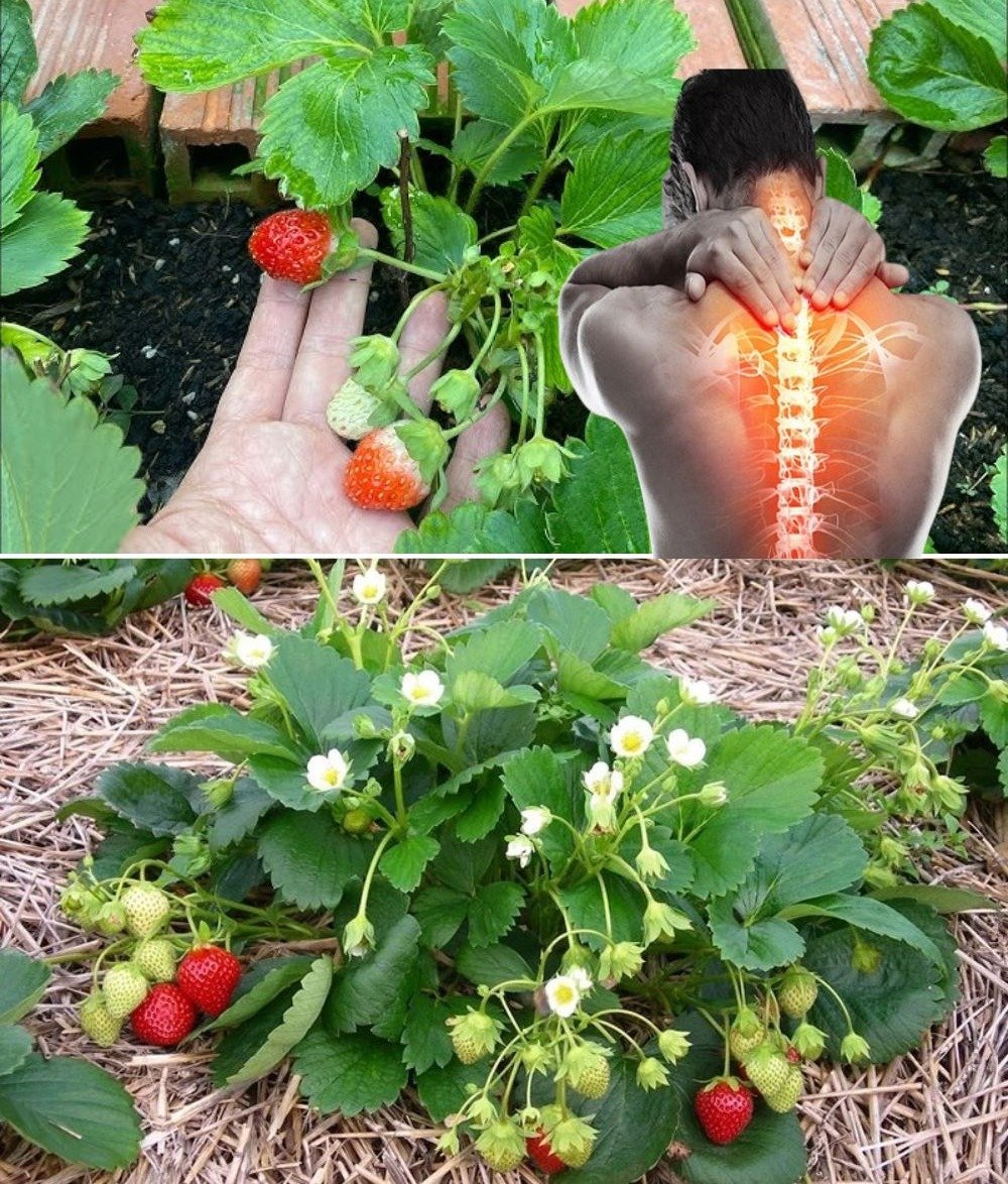 Unlocking the Potent Health Benefits of Strawberry Leaves: A Complete Guide