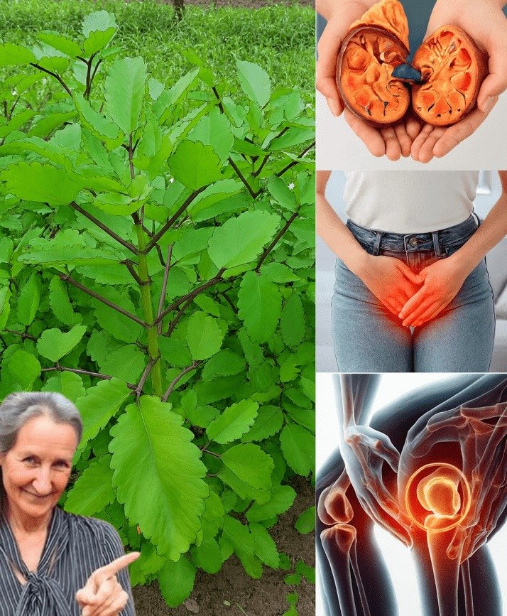 Discovering the Miracle Leaf: Natural Support for Kidney Health, UTIs, and Joint Comfort