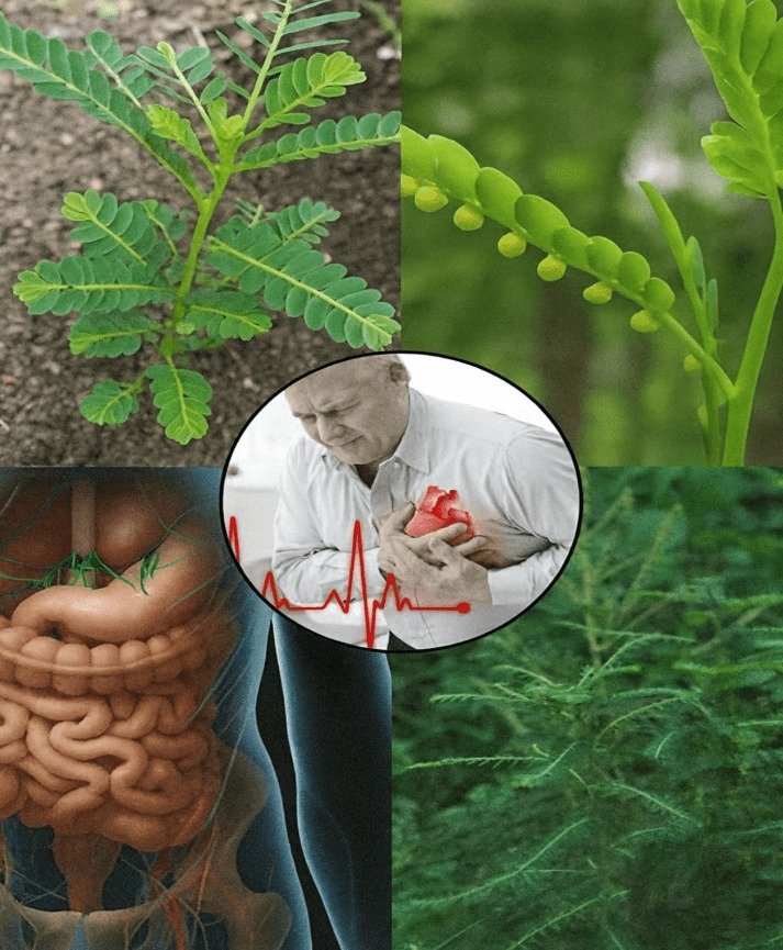 Unveiling Mesquite's Power: 7 Remarkable Benefits for Your Digestive and Heart Health