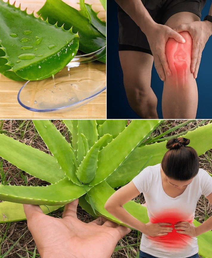 Unlocking Aloe Vera's Hidden Benefits for Joint Comfort and Digestive Wellness