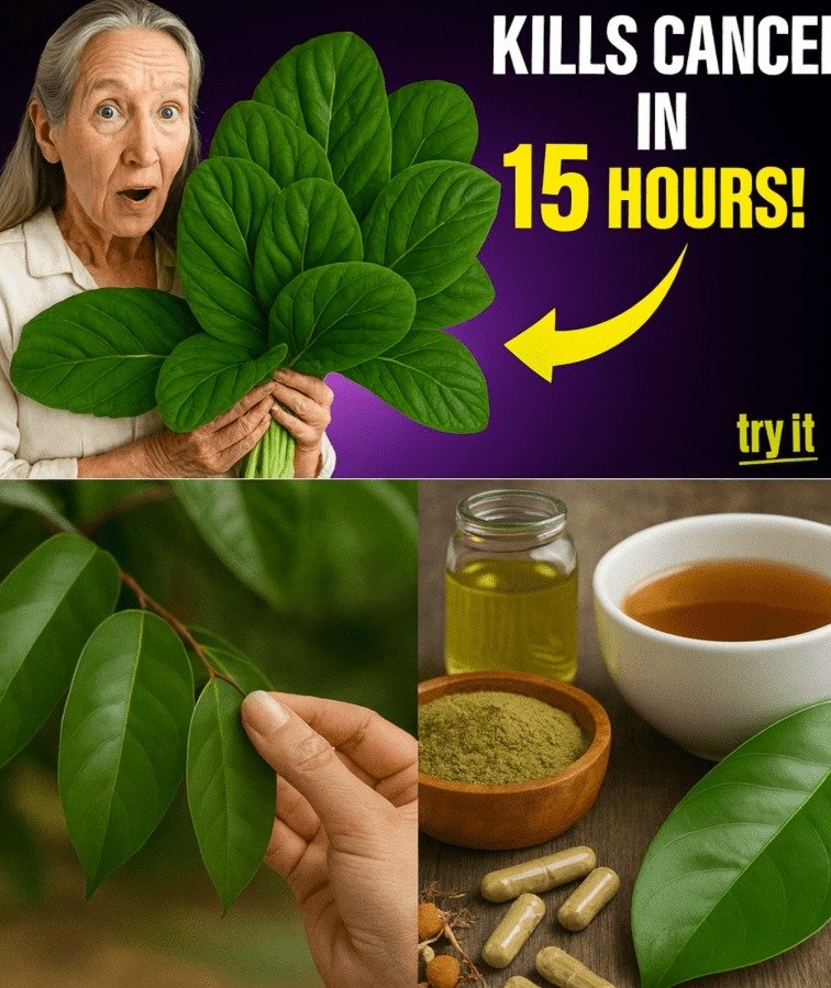 Soursop Leaves and Cancer: Unveiling the Potential and Why It's Not Mainstream