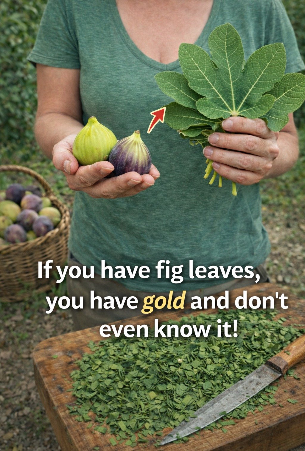 Unlocking the Potential of Fig Leaves: The Overlooked “Green Gold”