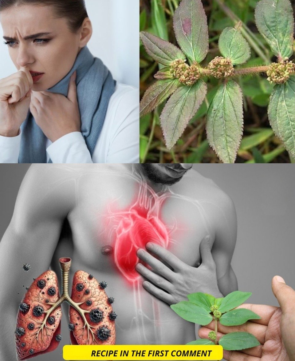 Unveiling Nature's Support: How Specific Leaves Can Enhance Lung Health, Calm Coughs, and Improve Breathing Naturally