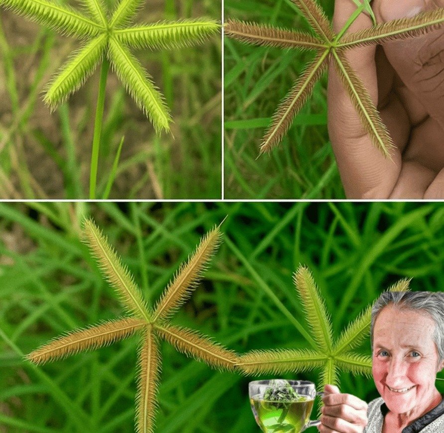 Nut Grass Tea: Unearthing an Ancient Wellness Remedy