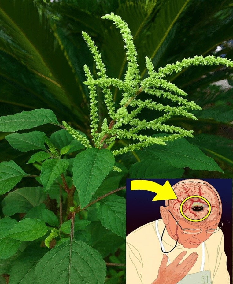 Amaranth: Unveiling an Ancient Plant's Surprising Benefits for Brain Health