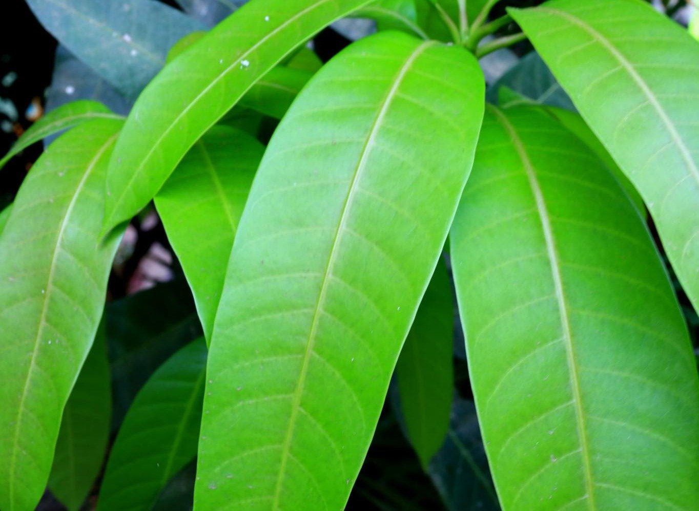 Discover the Power of Three Leaves: Supporting Blood Sugar, Circulation, and General Well-being