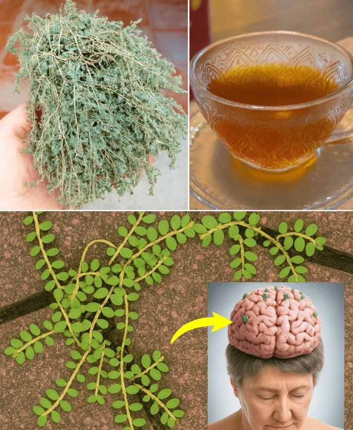 Enhancing Brain Health and Memory with Stonebreaker Herbal Tea