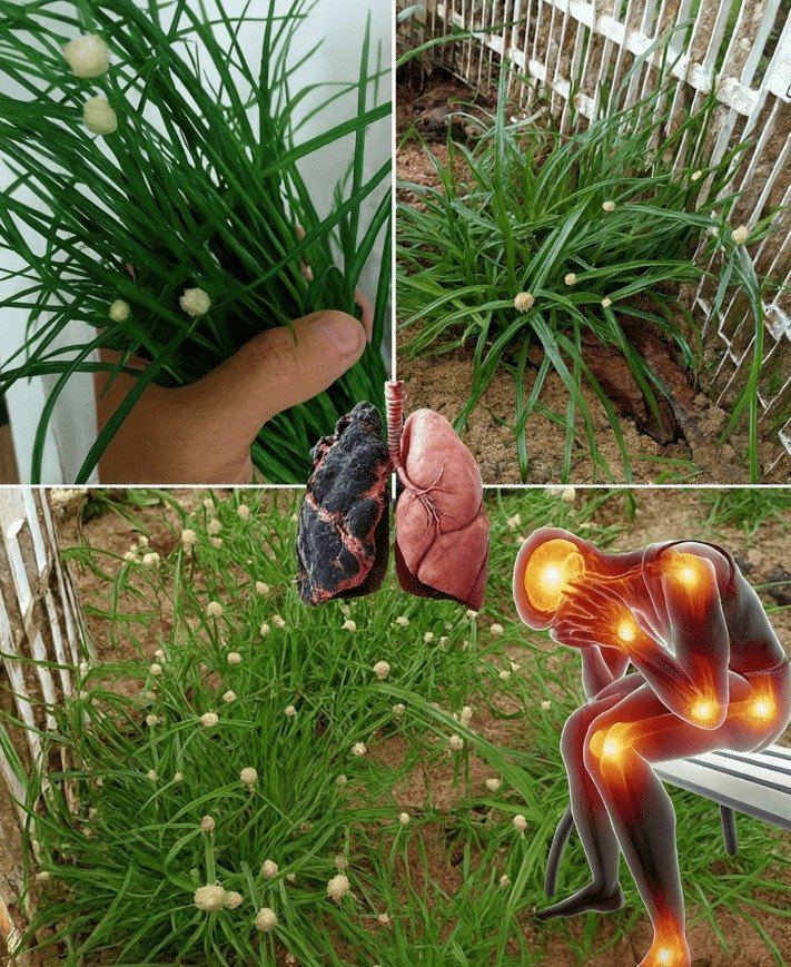 Unlocking Nature's Support: 10 Essential Insights into Herbs for Lung Health and Joint Comfort