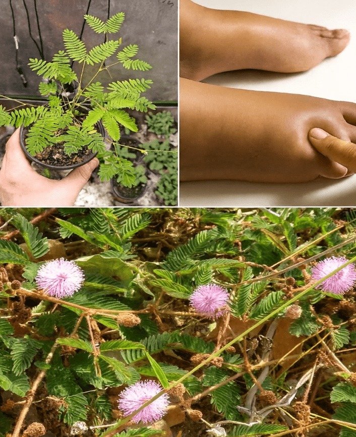 Mimosa pudica: An Ancient Herbal Remedy for Swelling and Fluid Balance