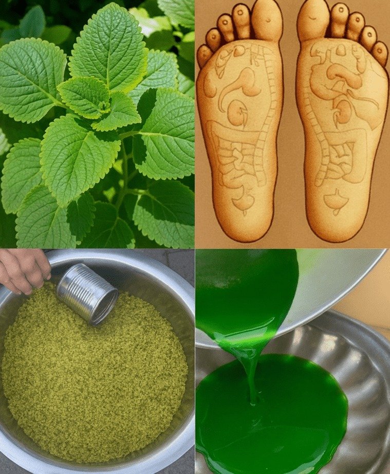 Indian Borage (Mexican Mint): Your Herbal Ally for Enhanced Detox, Digestion, and Overall Well-being