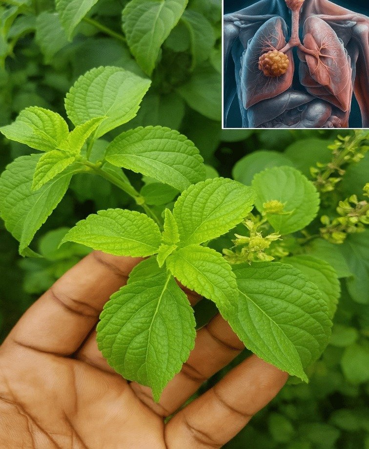 Boldo Leaves: Ancient Herbal Wisdom for Modern Respiratory Wellness