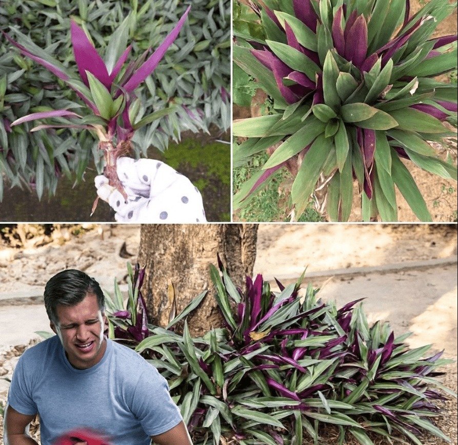 The Oyster Plant (Purple Heart): Unveiling Its Traditional Role in Digestive Wellness