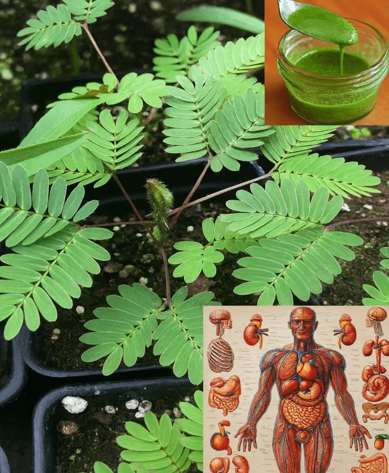 Phyllanthus Niruri: Unveiling the Ancient Herb for Contemporary Health