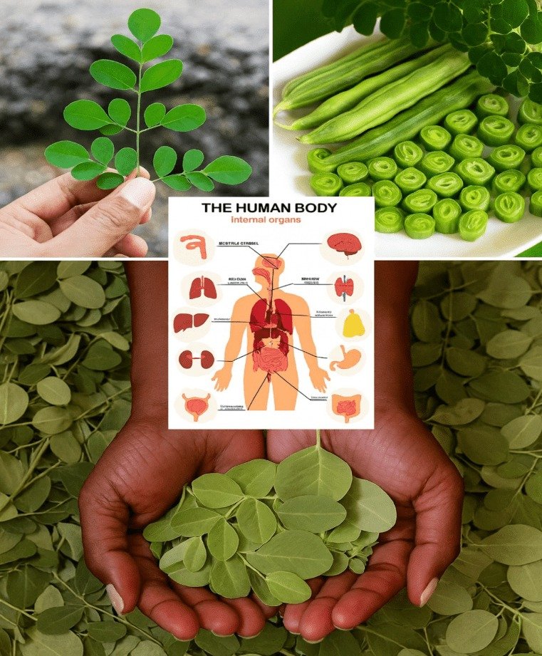 Unlocking the Power of Nature: 13 Incredible Benefits of Moringa Leaves