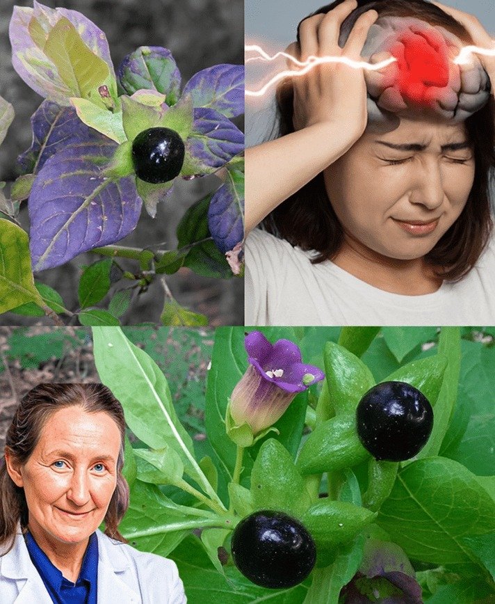 Belladonna Plant: Unveiling the Toxic Herb's Link to Headaches and Brain Effects – 10 Essential Facts