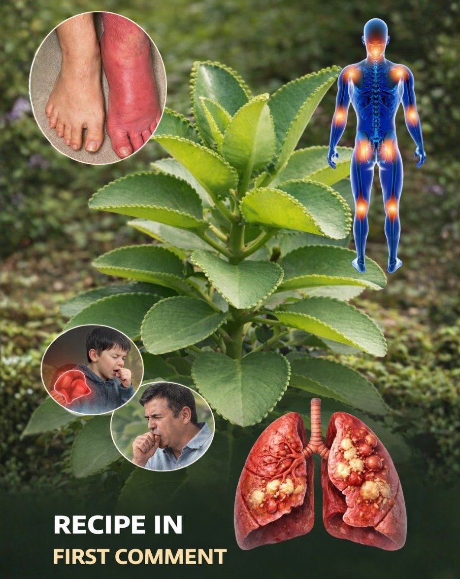 Don't Miss Out! This 'Miracle Leaf' Could Be Your Secret to Natural Well-Being – And You Can Grow It At Home!