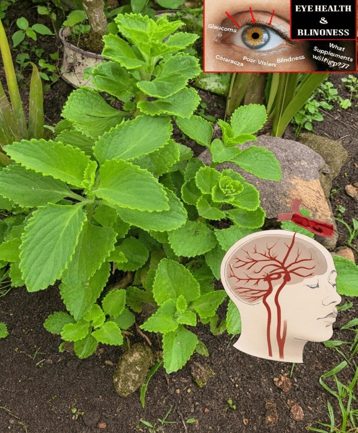 Indian Borage (Coleus amboinicus): An Ancient Herb for Modern Vision and Cognitive Support