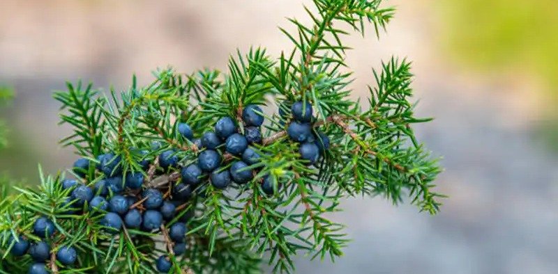 Nature's Pantry: Harnessing the Power of Natural Remedies