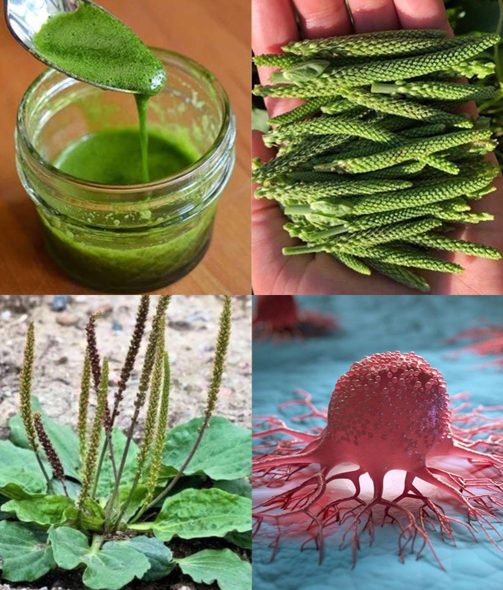 🌿 Plantain: Unearthing the Potent Healing Secrets of a Common “Weed”