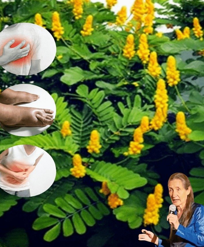 Senna Alata: A Natural Solution for Pain, Swelling, and Digestive Relief