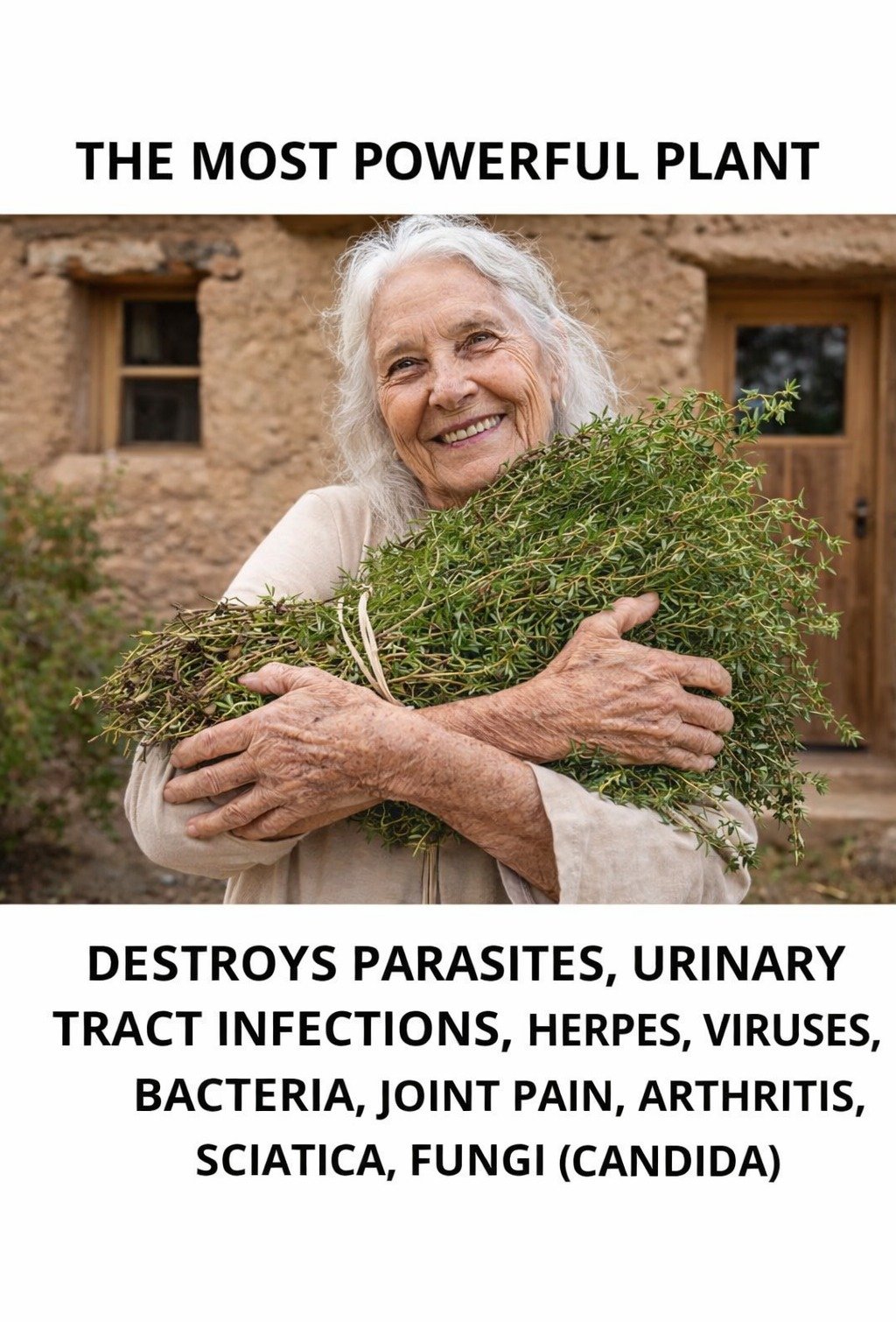 Oregano's Secret Strengths: A Powerful Natural Remedy Within Your Reach