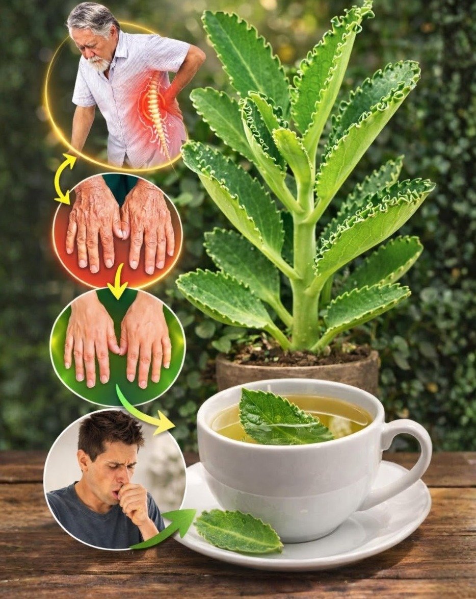 The 'Plant of Life' Secret You're Missing: Kalanchoe's Ancient Remedies & Easy Home Recipes Revealed!