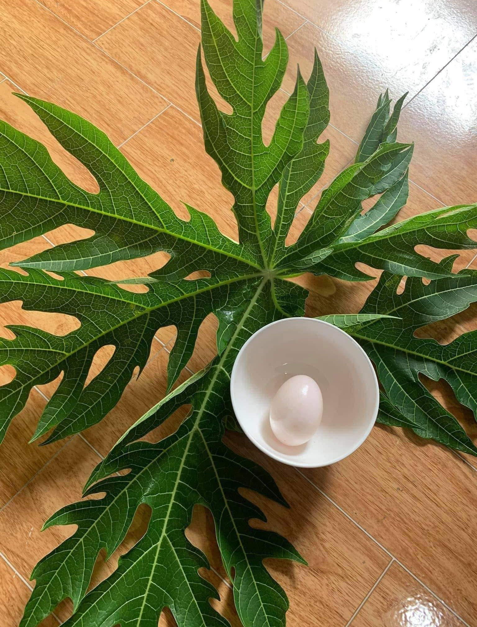 Natural Relief for Swollen Knees: The Papaya Leaf and Egg White Home Remedy