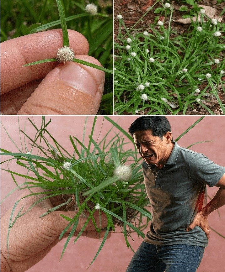 Kyllinga Grass: An Unsung Herbal Ally for Kidney and Back Comfort