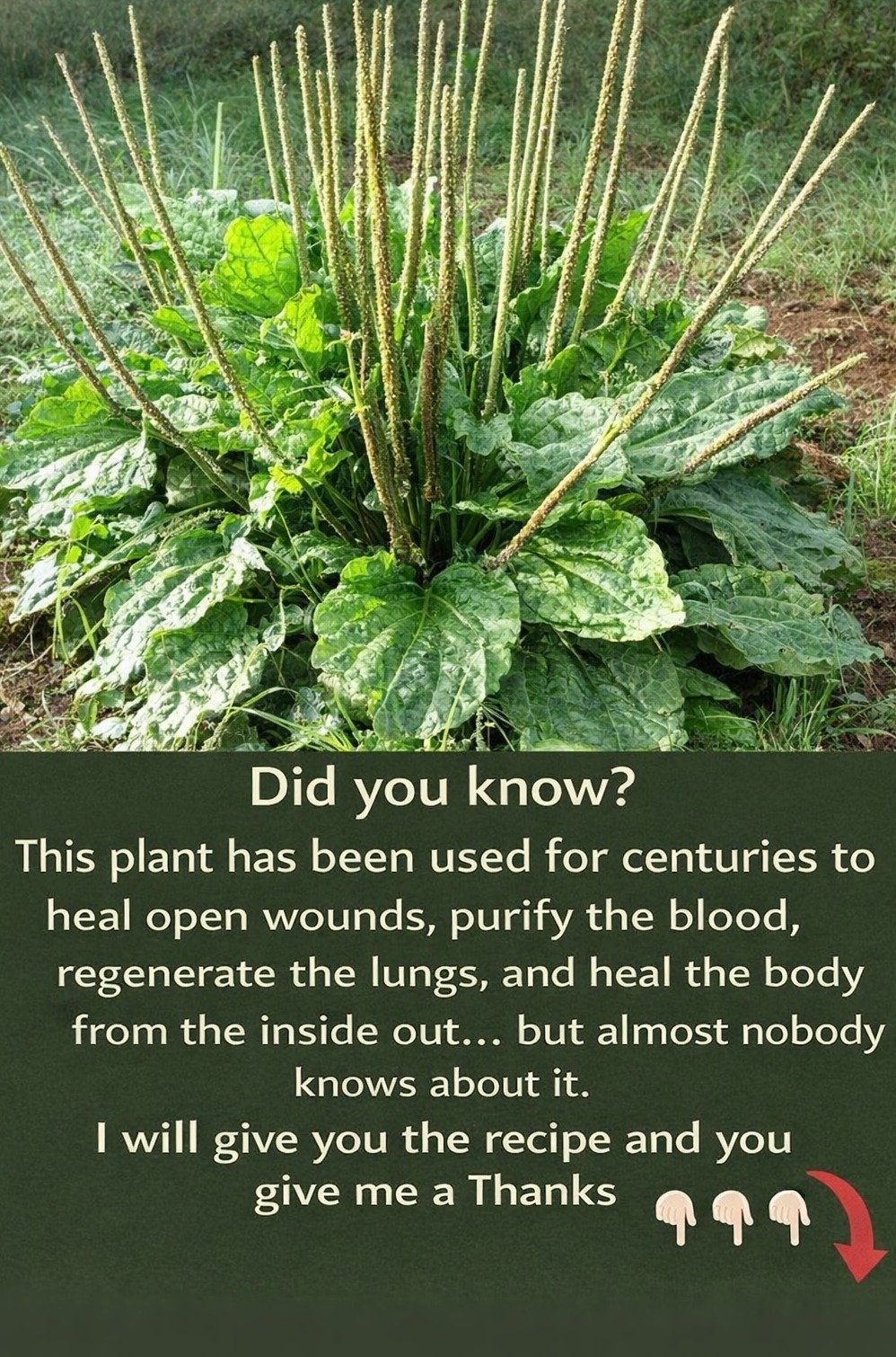 You're Throwing Away a Super-Healer! 9 Shocking Benefits of Broadleaf Plantain Hiding in Your Backyard
