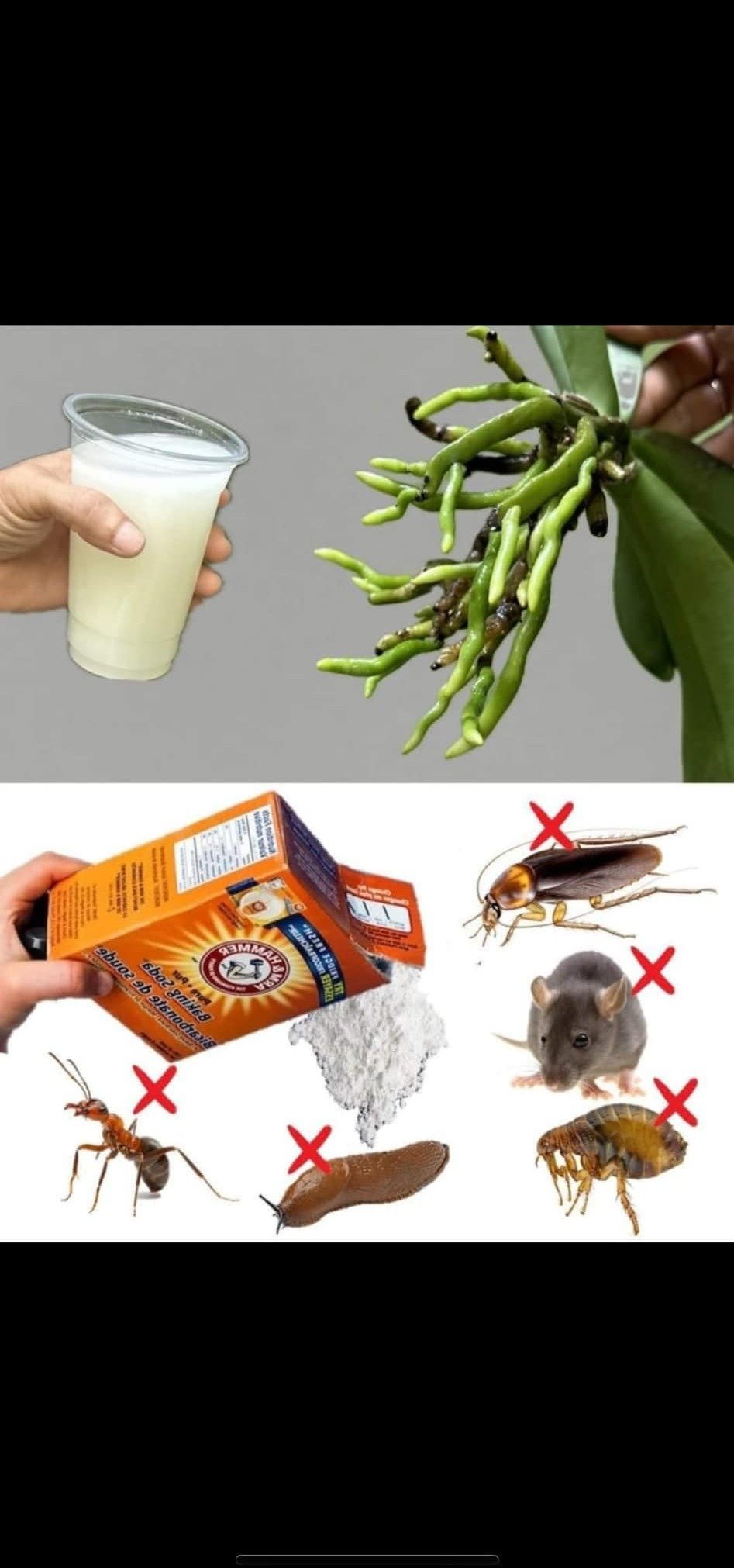 Harnessing Nature's Power: Solutions for Health, Home, and Garden