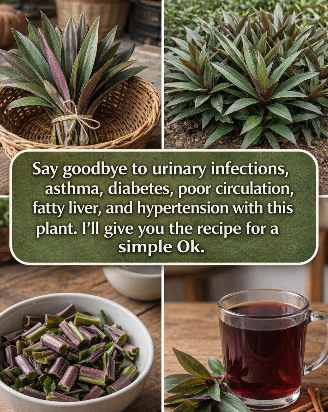 The Purple Powerhouse: 6 Secrets of Maguey Morado for Unlocking Ancient Health Benefits (Don't Miss Out!)