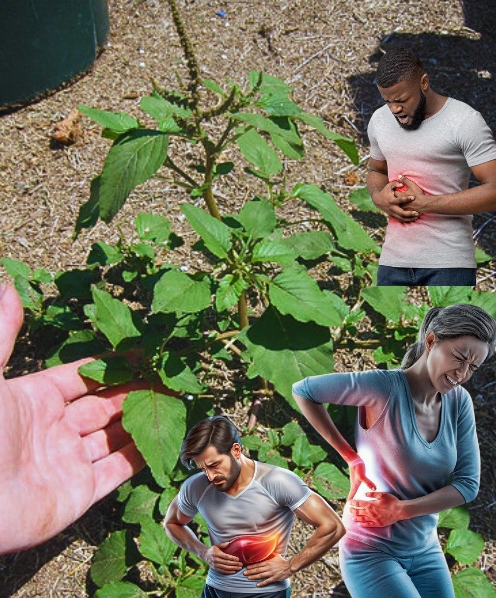 Unmasking the Wild 'Weed': Spiny Amaranth's Shocking Health Secrets & Hidden Dangers You CAN'T Ignore!