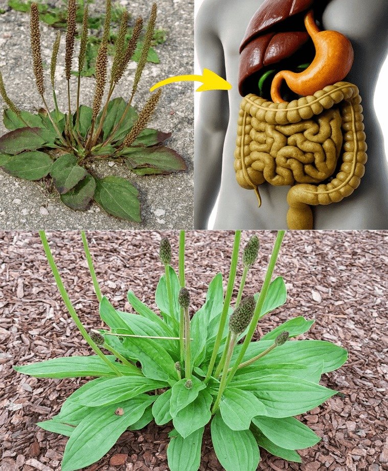 Unveiling Plantain Herb: 10 Essential Insights for Digestive and Liver Wellness