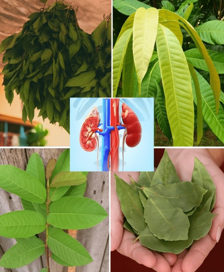 Nature's Unsung Heroes: Four Leaves That Could Boost Your Overall Well-being