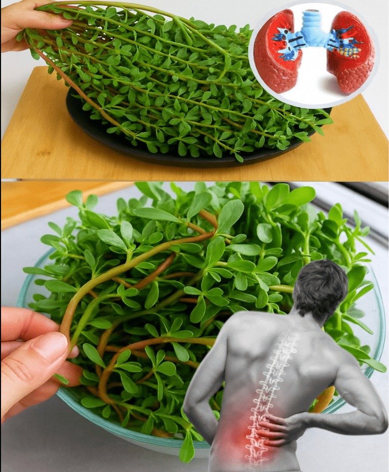 Unveiling Purslane's Power: Can This Superfood Support Lung Health and Alleviate Back Pain?