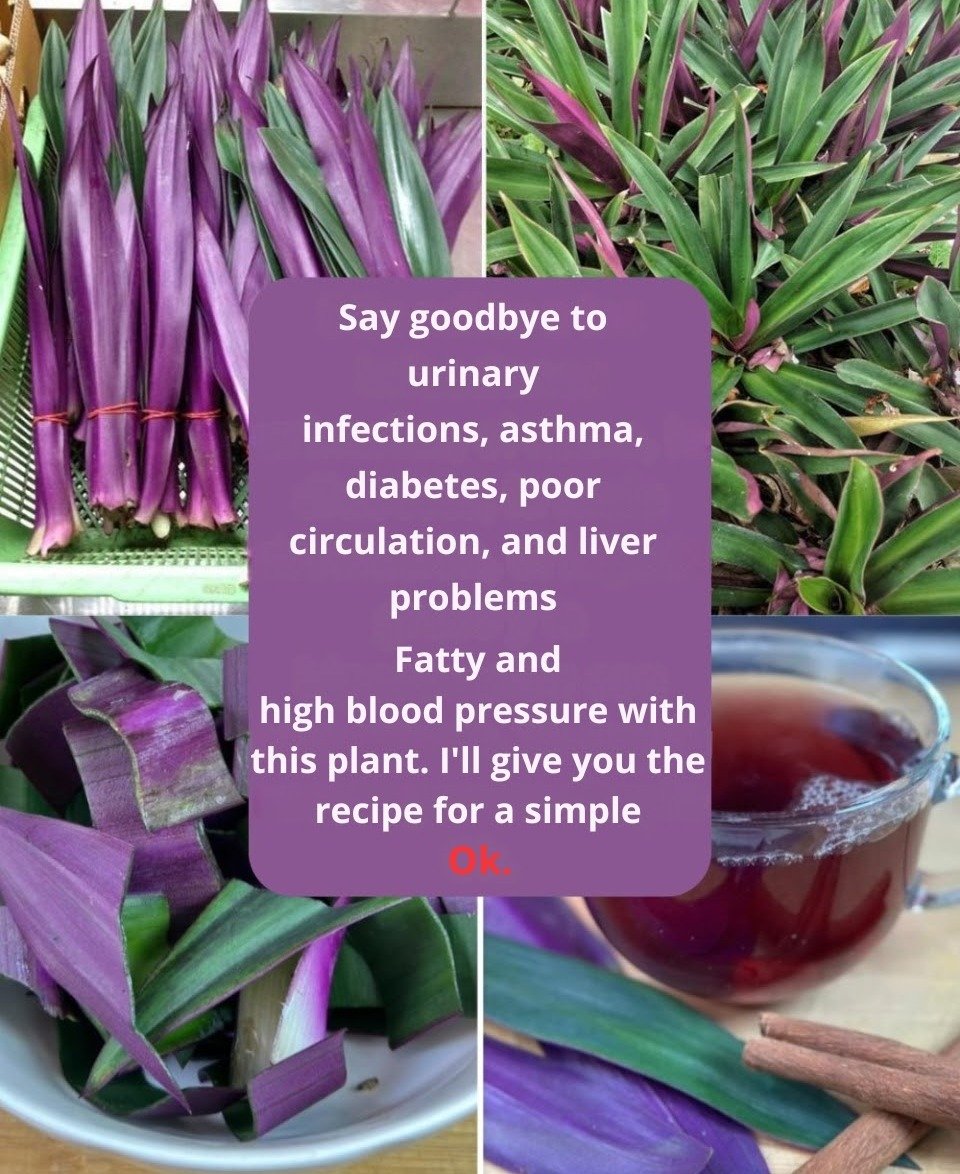 Unlocking Daily Wellness: The Remarkable Benefits of Purple Maguey and a Simple Preparation Guide
