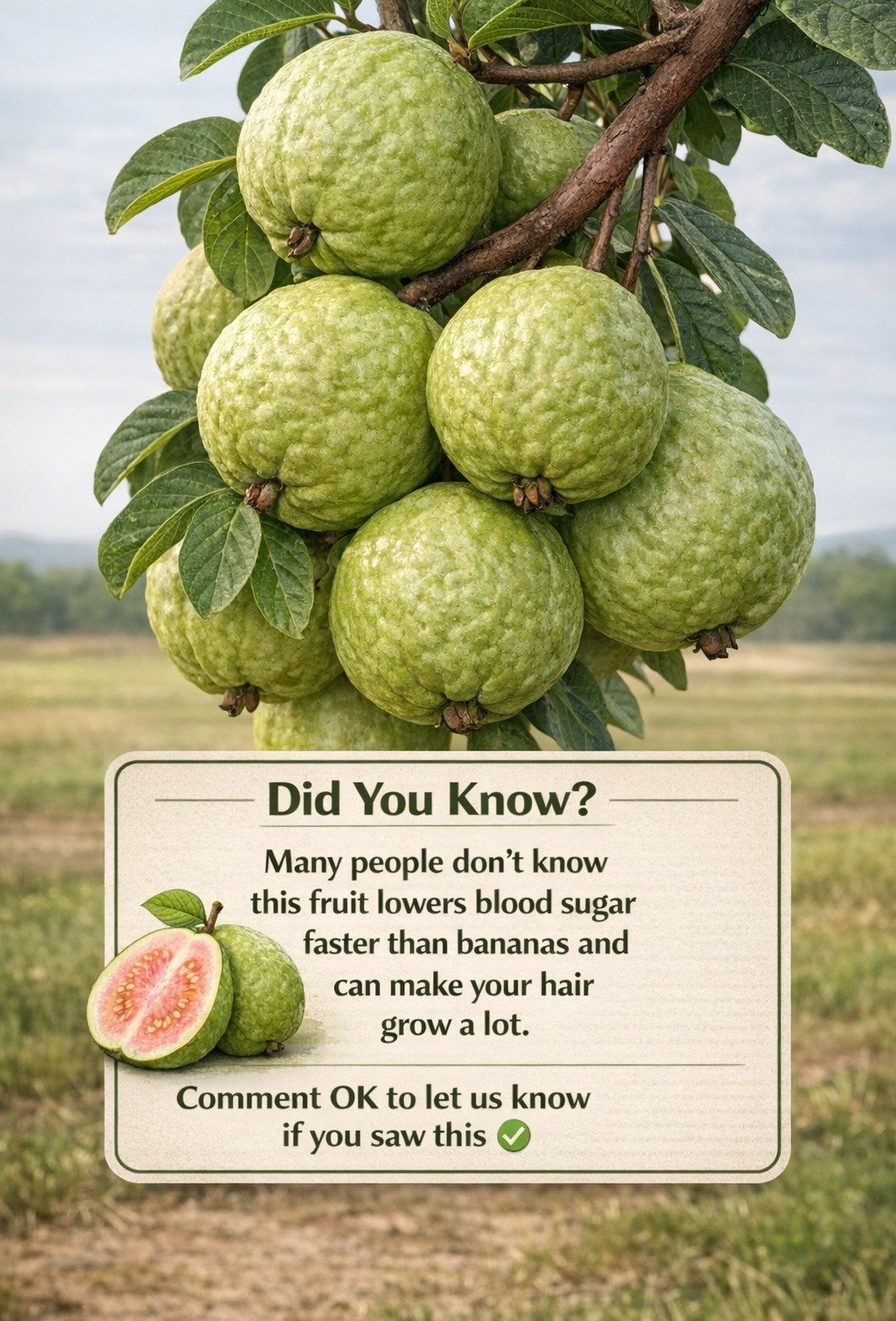 Harnessing Guava's Power: Recipes for Balanced Blood Sugar and Healthier Hair – A Natural Wellness Guide 🌿