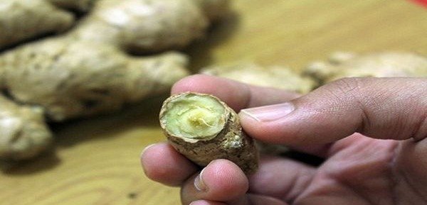 Harnessing Nature's Power for Health and Wellness