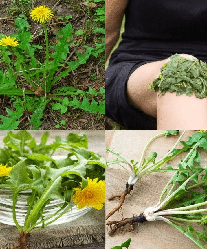 Dandelions for Knee Pain: Uncovering 5 Unexpected Benefits