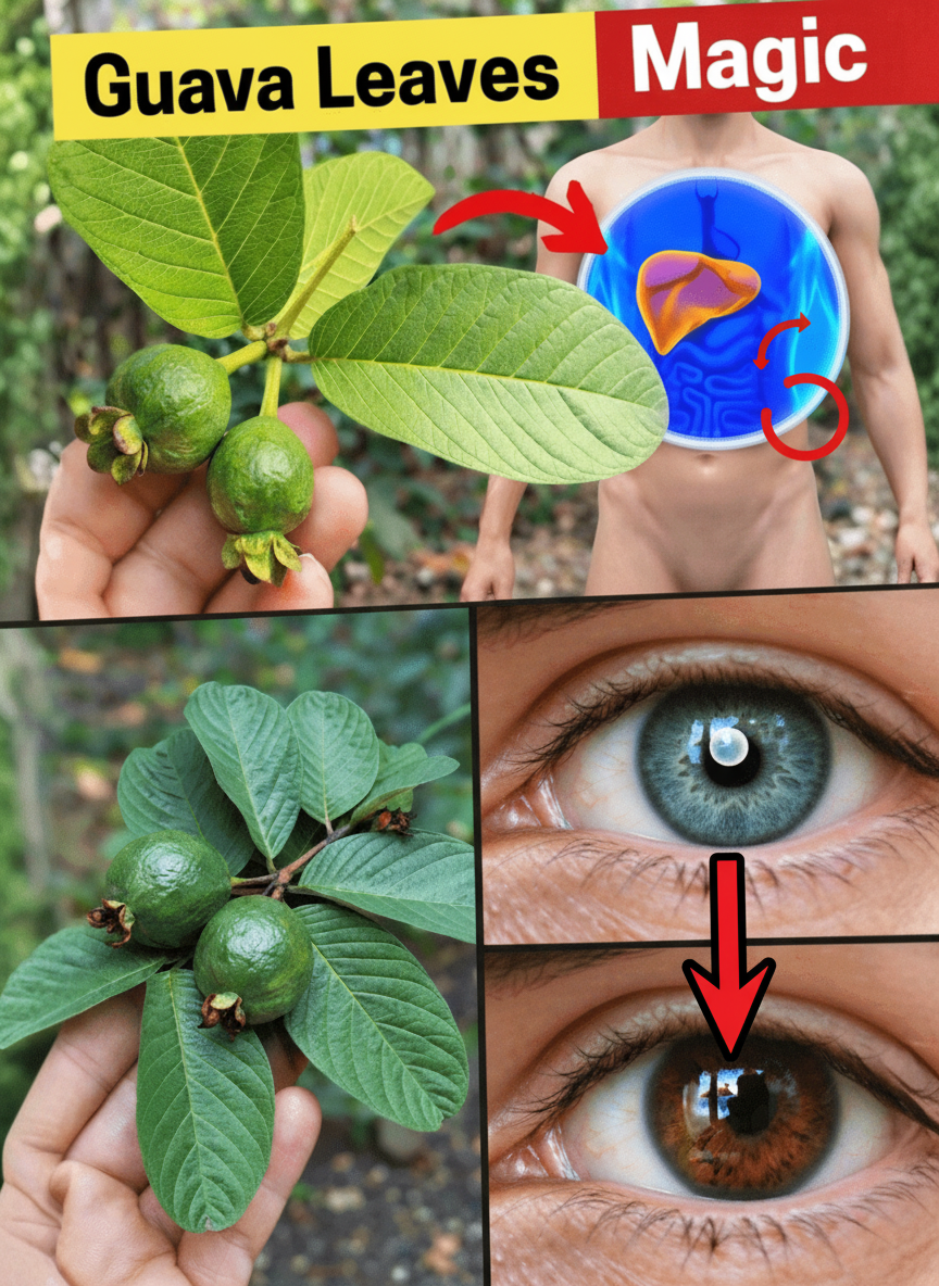 17 Surprising Guava Leaves Benefits You Never Knew About – The Overlooked Natural Powerhouse Transforming Health for Americans Over 40