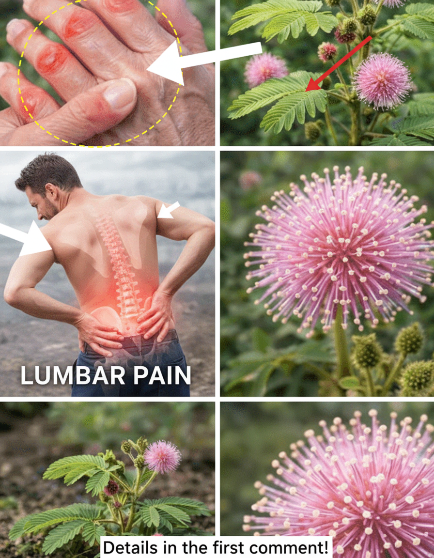 Mimosa Pudica: Unearthing the "Sensitive Plant's" Ancient Wisdom for Modern Wellness