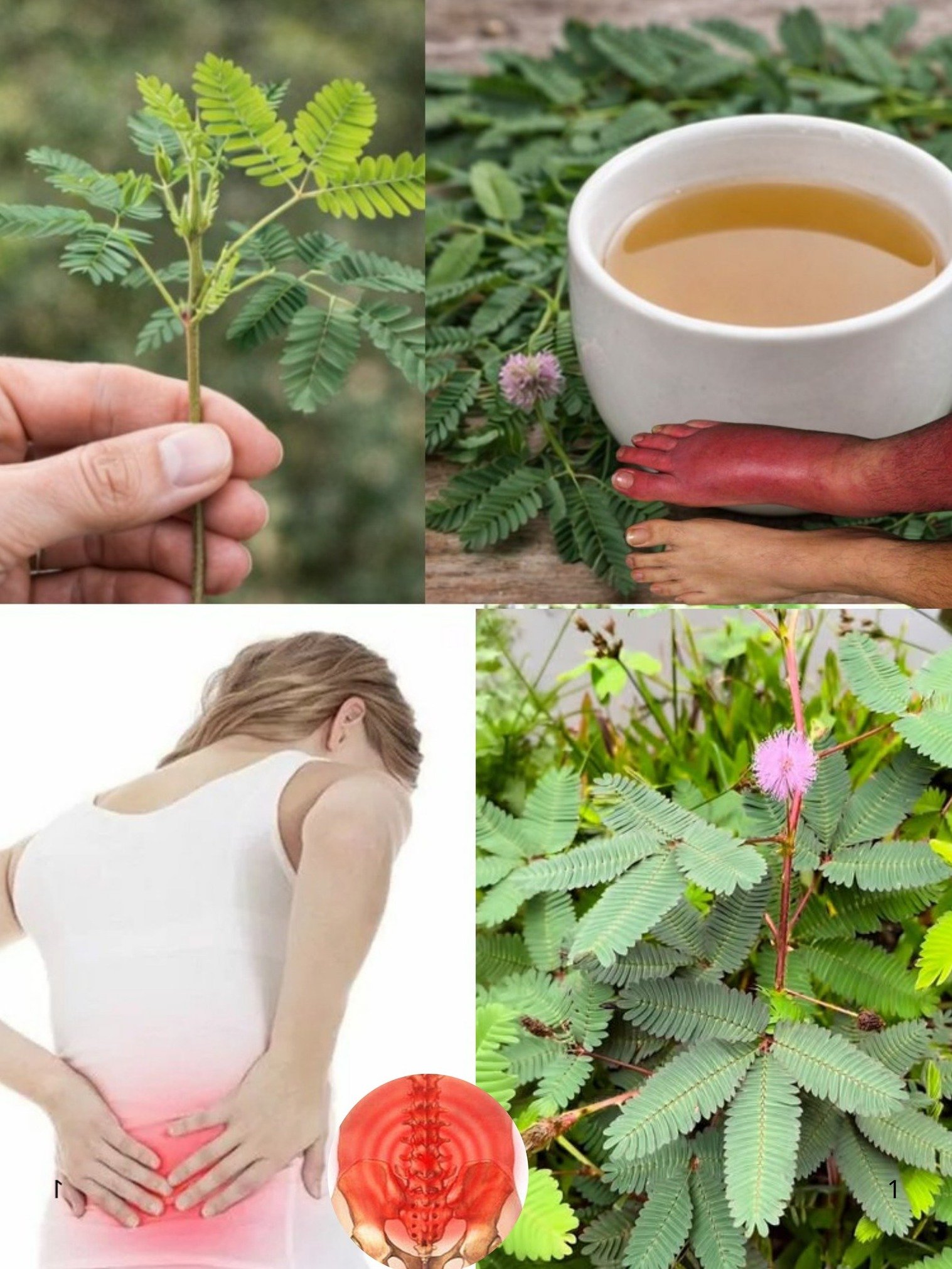 The 'Shy Plant' Secret: Unlocking Ancient Wellness with Mimosa Pudica Tea (Your Guide to Gentle Calm!)