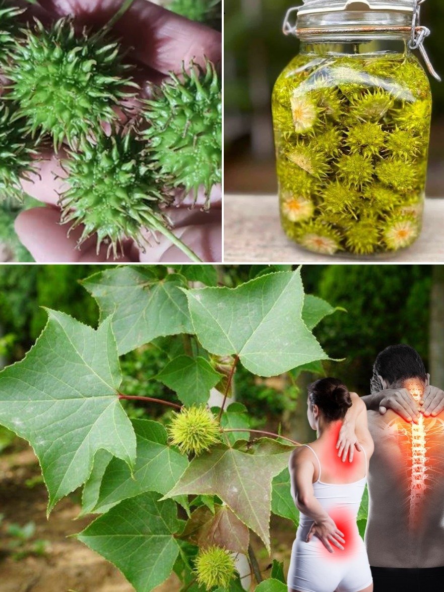 You Walk Past This Tree Every Day – But It Holds 7 Hidden Natural Healing Powers You NEED to Know!