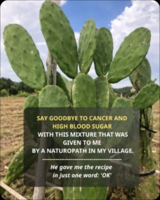 Don't Miss Out: This 'Desert Miracle' Cactus Is the Health Secret Everyone's Talking About!