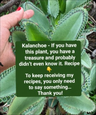 The 'Miracle Leaf' You've Never Heard Of: 15 Kalanchoe Benefits That Will SHOCK You (Plus Safe Recipes & Expert Tips!)