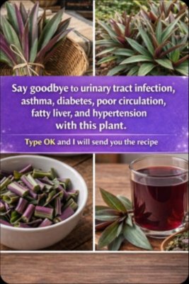 Unlock Nature's Hidden Power: 6 Mind-Blowing Ways Purple Maguey Can Transform Your Health (Don't Miss Out!)